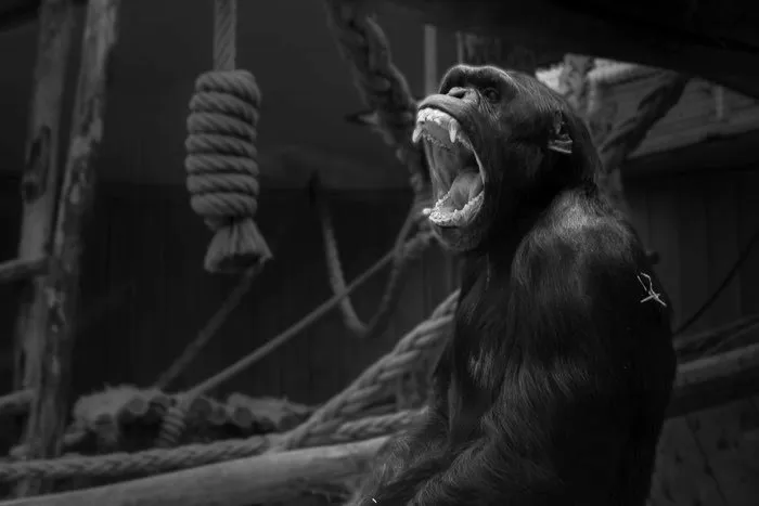 Blur the background in Lightroom: Final version of gorilla at zoo image, edited in Lightroom