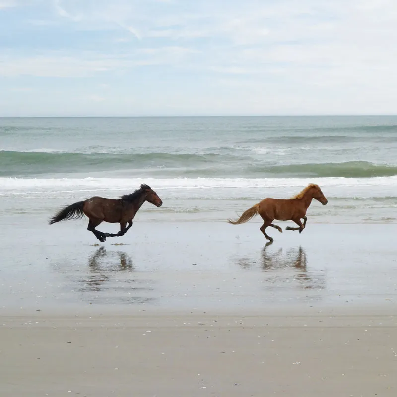 Horses running on a beach